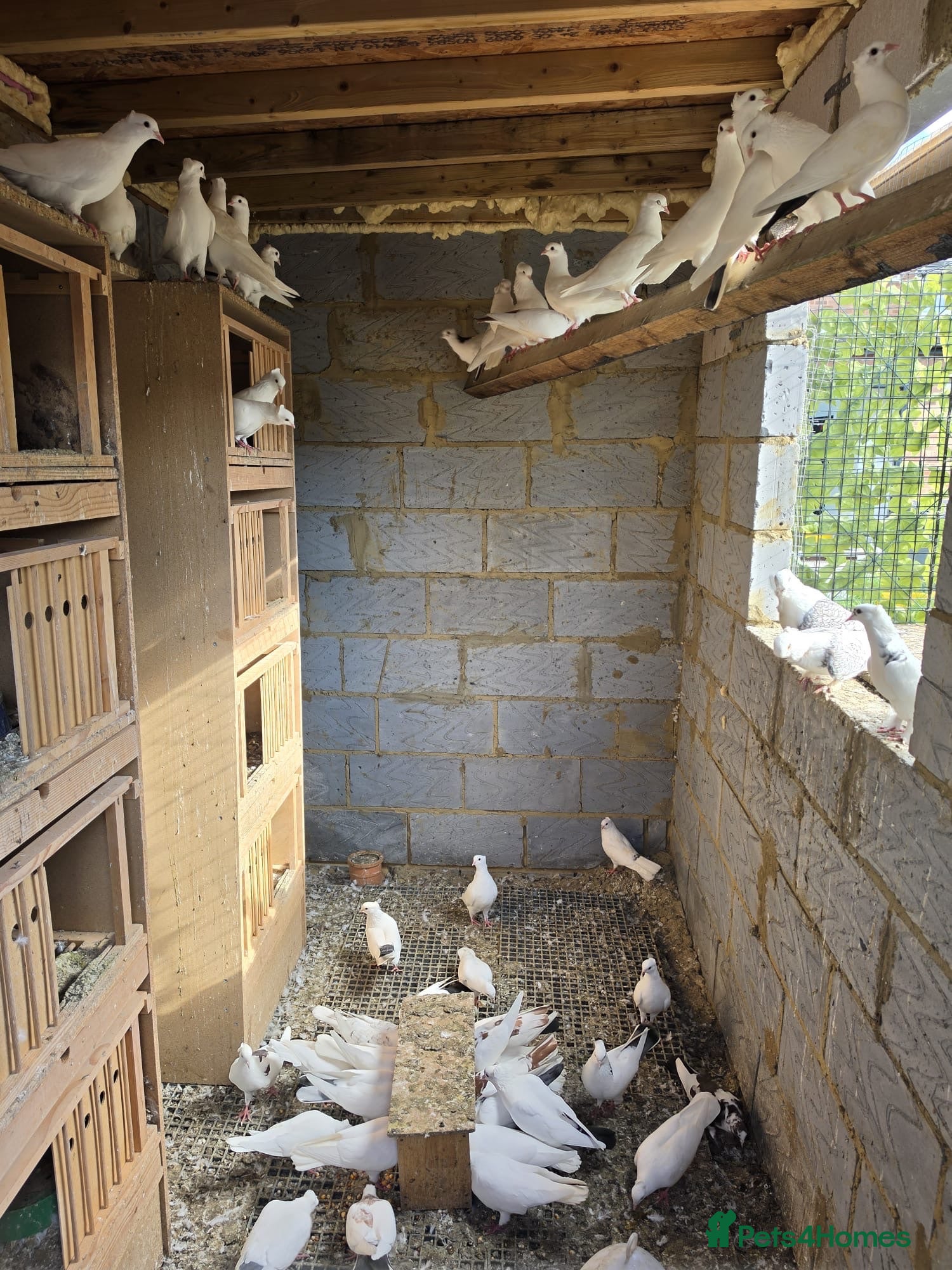 Pigeons birds White Domestic Pigeons  - Advert 2