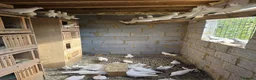 Pigeons birds for sale: White Domestic Pigeons  - Advert 2