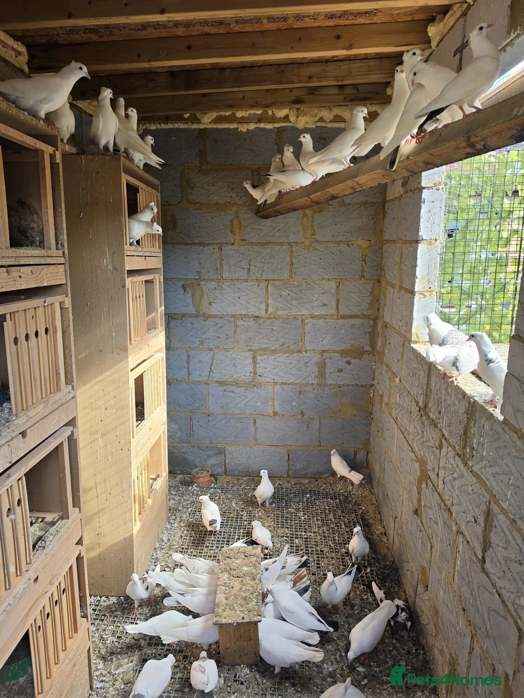 Pigeons birds for sale: White Domestic Pigeons  - Advert 2