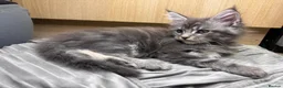 Maine Coon cats for sale: 9 Beautiful Maine Coon Kittens CHAMPION BLOOD LINE - Advert 15
