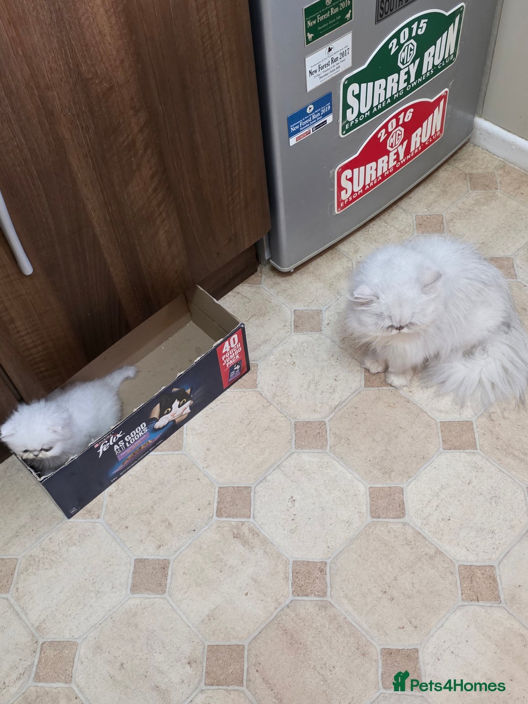 Persian cats for sale: Pedigree Chinchilla Kitten - Advert 3