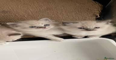 Ragdoll cats - Advert 4