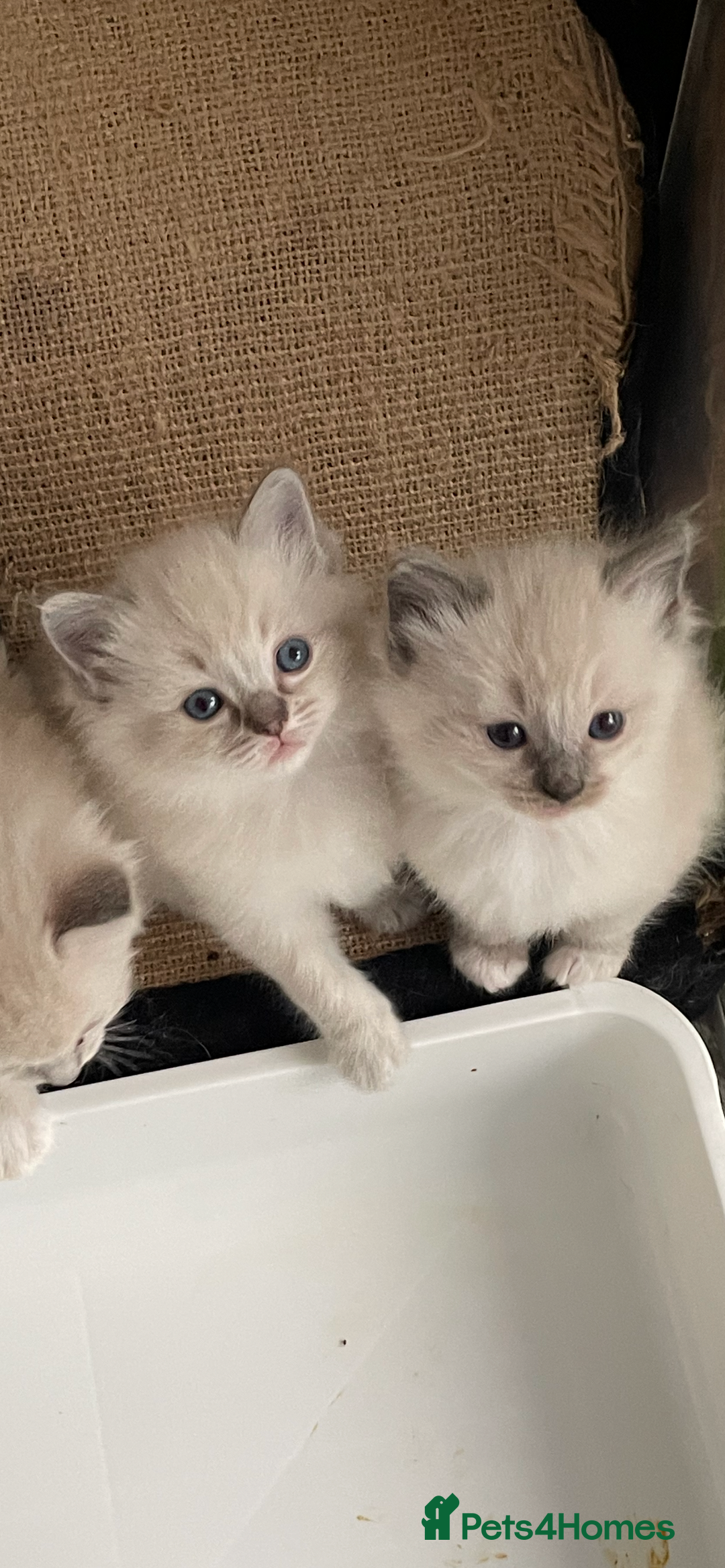 Ragdoll cats for sale: GCCF RAGDOLLS, POSS  ACTIVE, carry choc  - Image 2