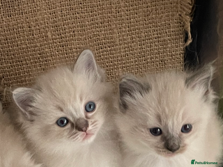 Ragdoll cats GCCF RAGDOLL KITTEN FEMALE ,poss active,carry choc - Advert 12