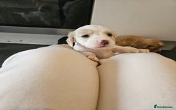 Cocker Spaniel dogs for sale: Beautiful cocker spaniel puppies - Image 11