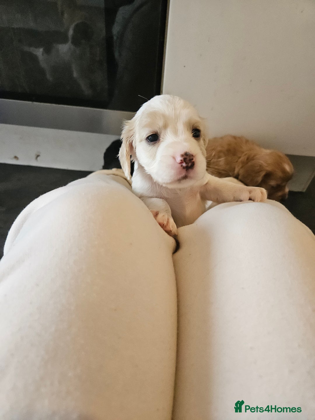 Cocker Spaniel dogs for sale: Beautiful cocker spaniel puppies - Image 11