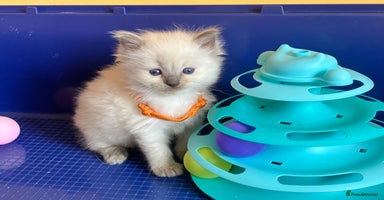 Ragdoll cats - Advert 9
