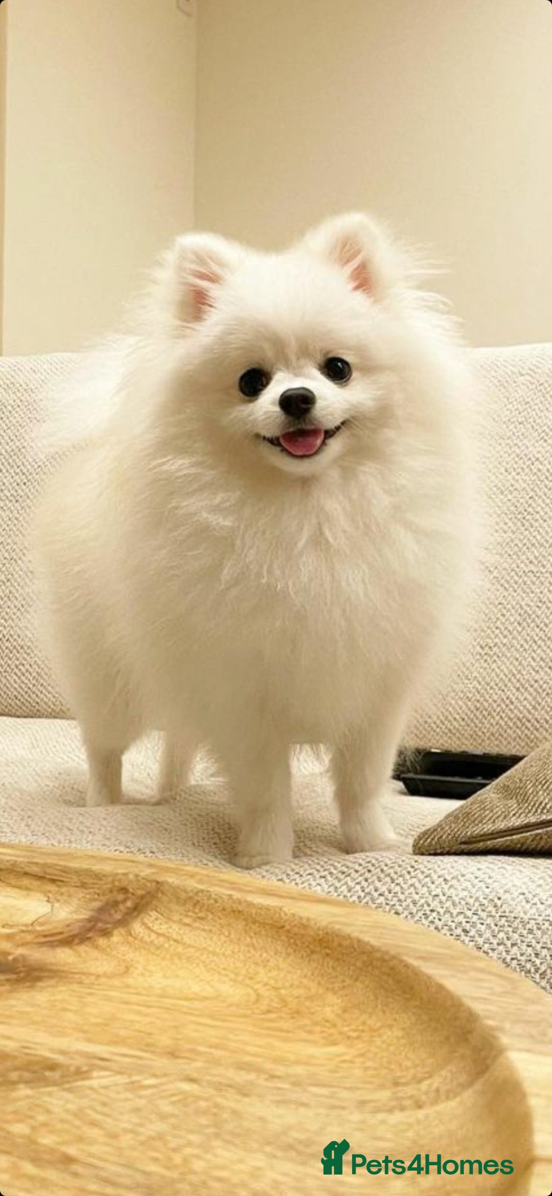 Pomchi dogs for stud: Best stud around Champions in every generation  in Coventry - Image 10