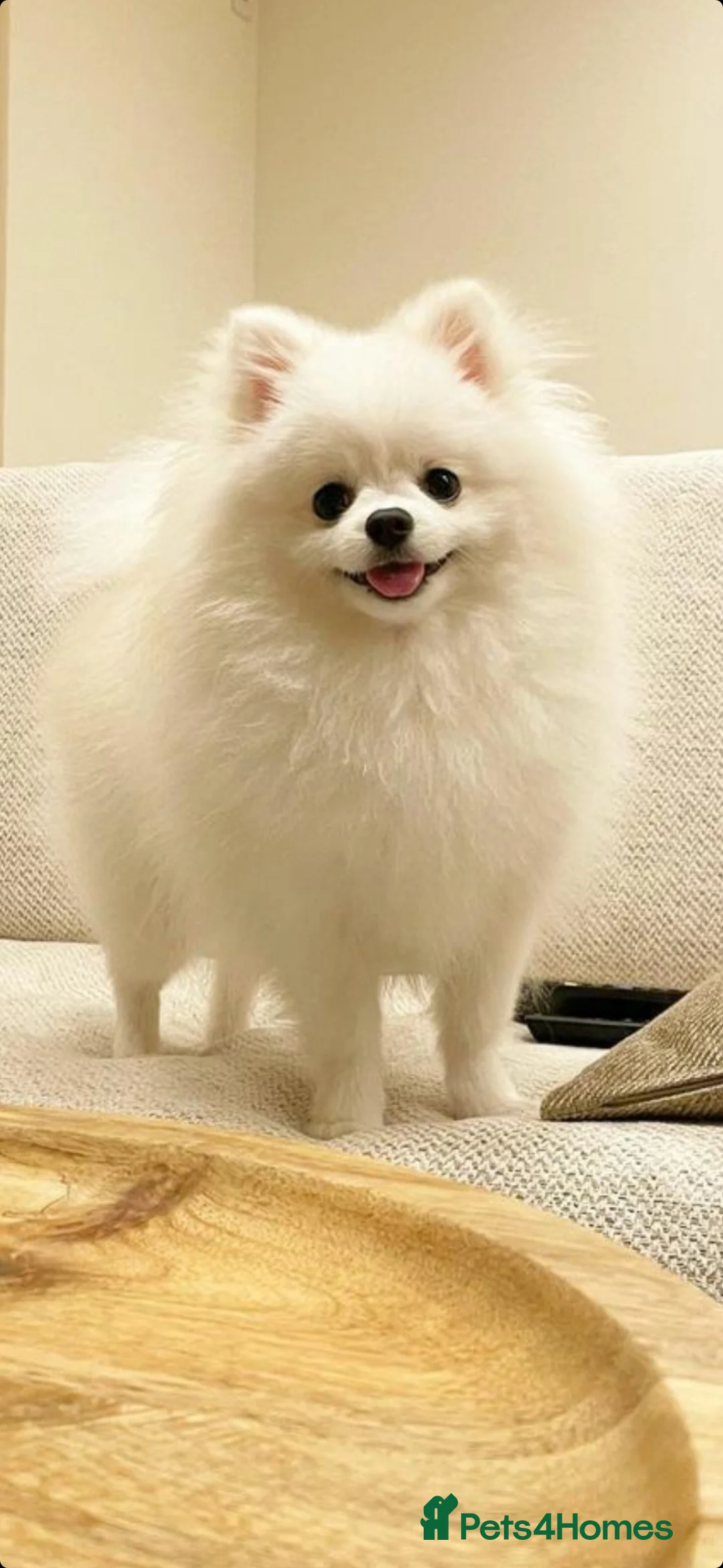 Pomchi dogs for stud: Best stud around Champions in every generation  in Coventry - Advert 10