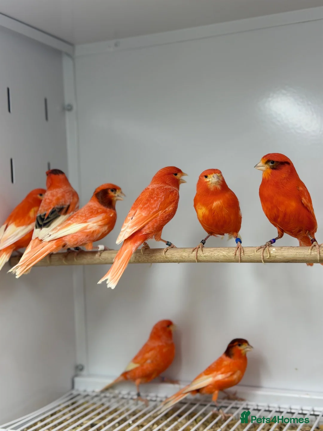 Canaries birds for sale: Red factor canaries  - Advert 2