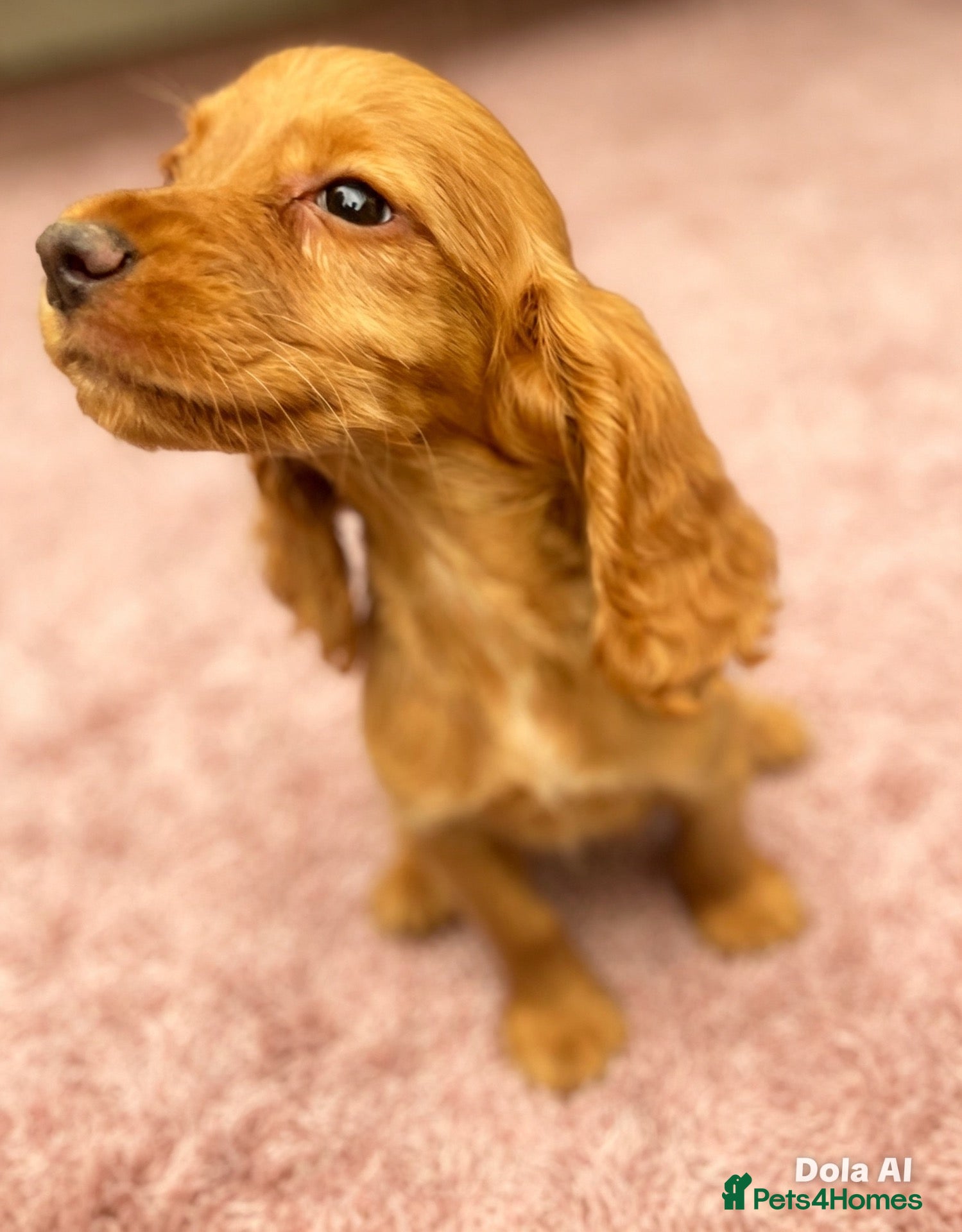 Cocker Spaniel dogs Beautiful, cocker spaniel’s - Advert 12