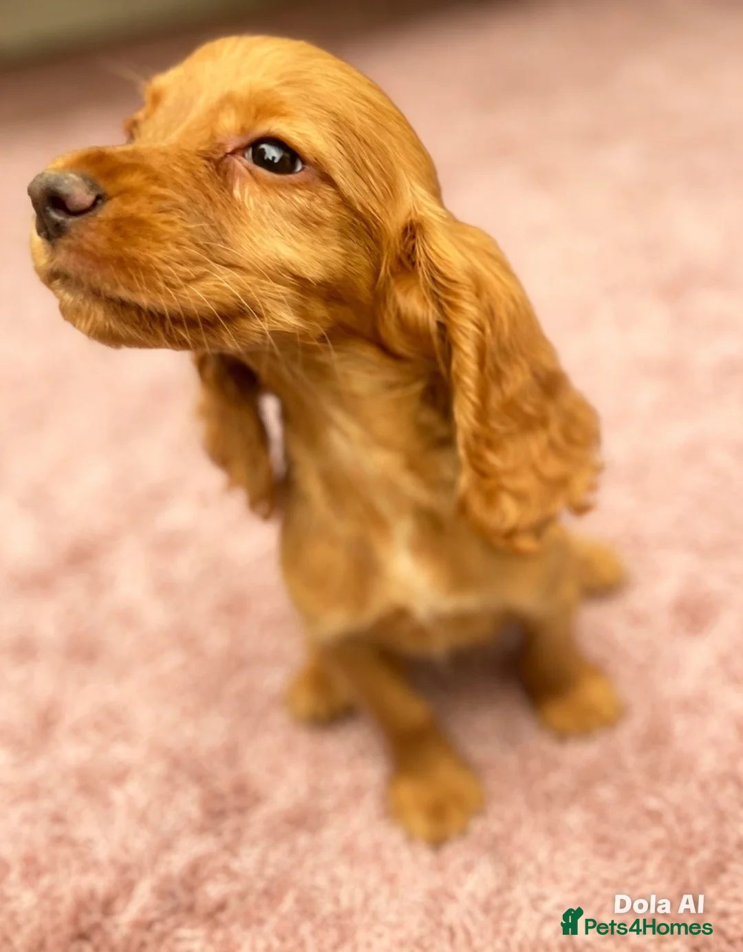 Cocker Spaniel dogs for sale: Beautiful, cocker spaniel’s - Advert 2