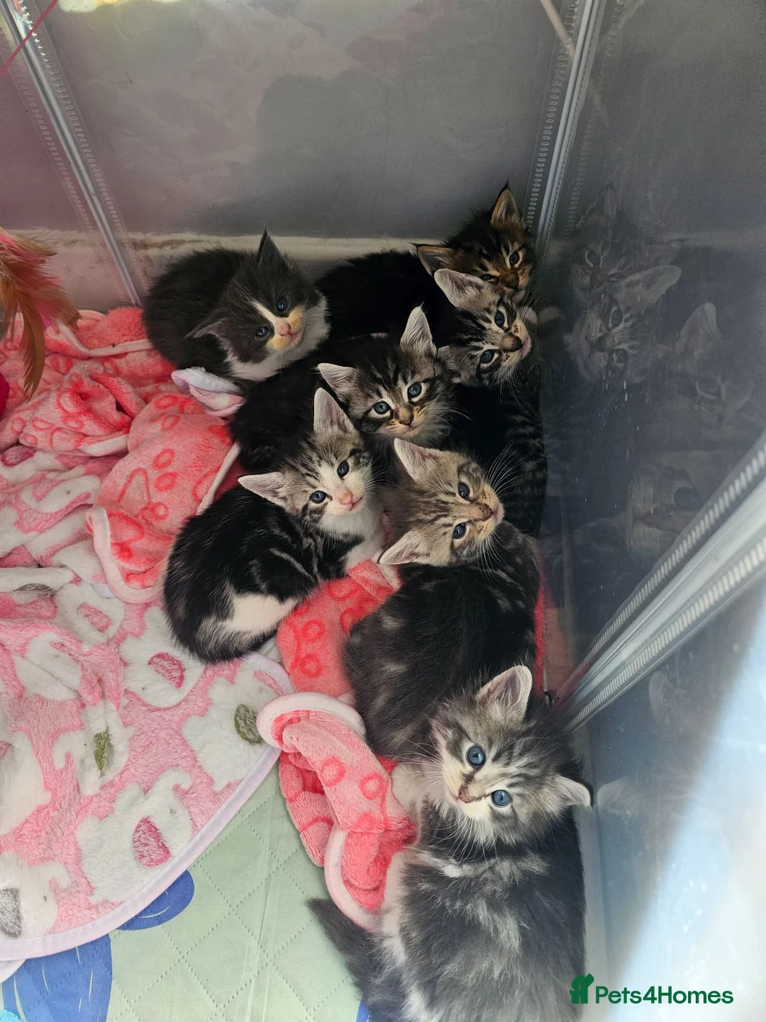Maine Coon cats for sale: 7 main coon kittens  - Advert 2