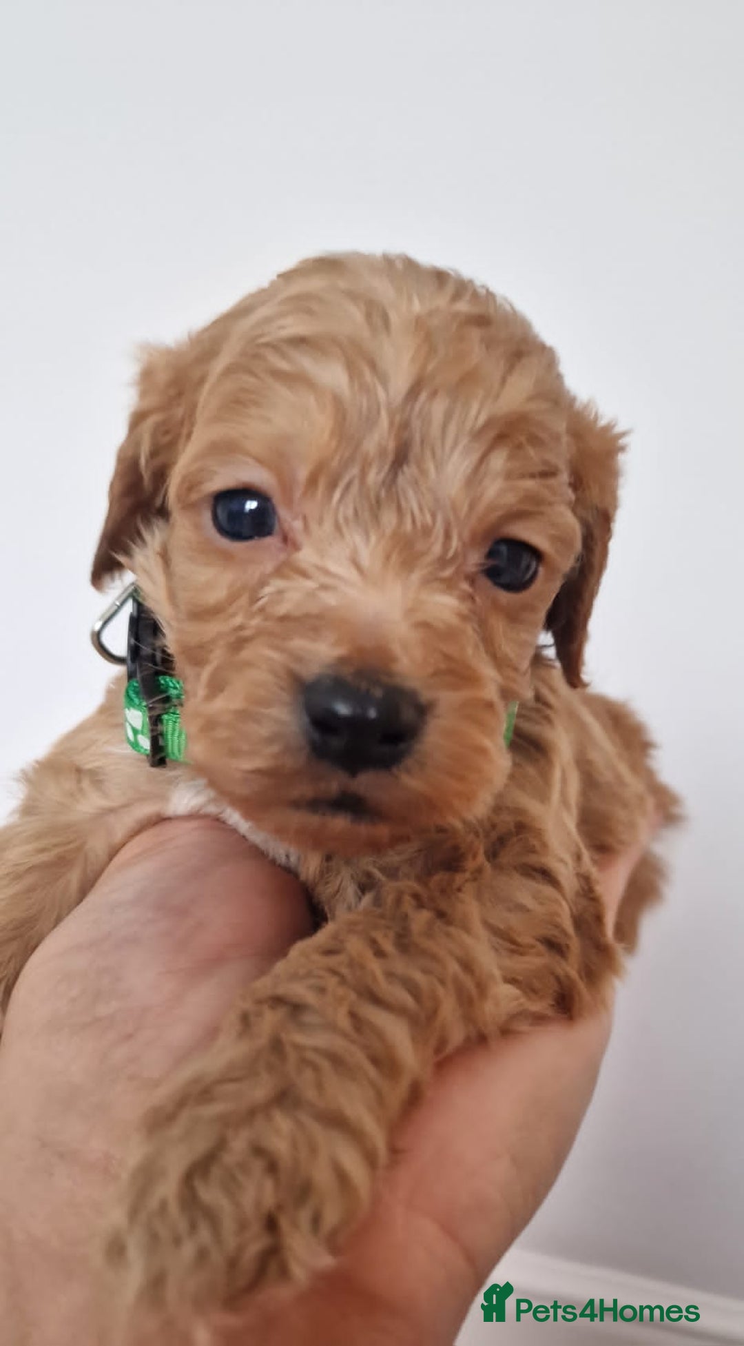 Cockapoo dogs for sale: F1 Cokerpoo puppies  - Advert 12