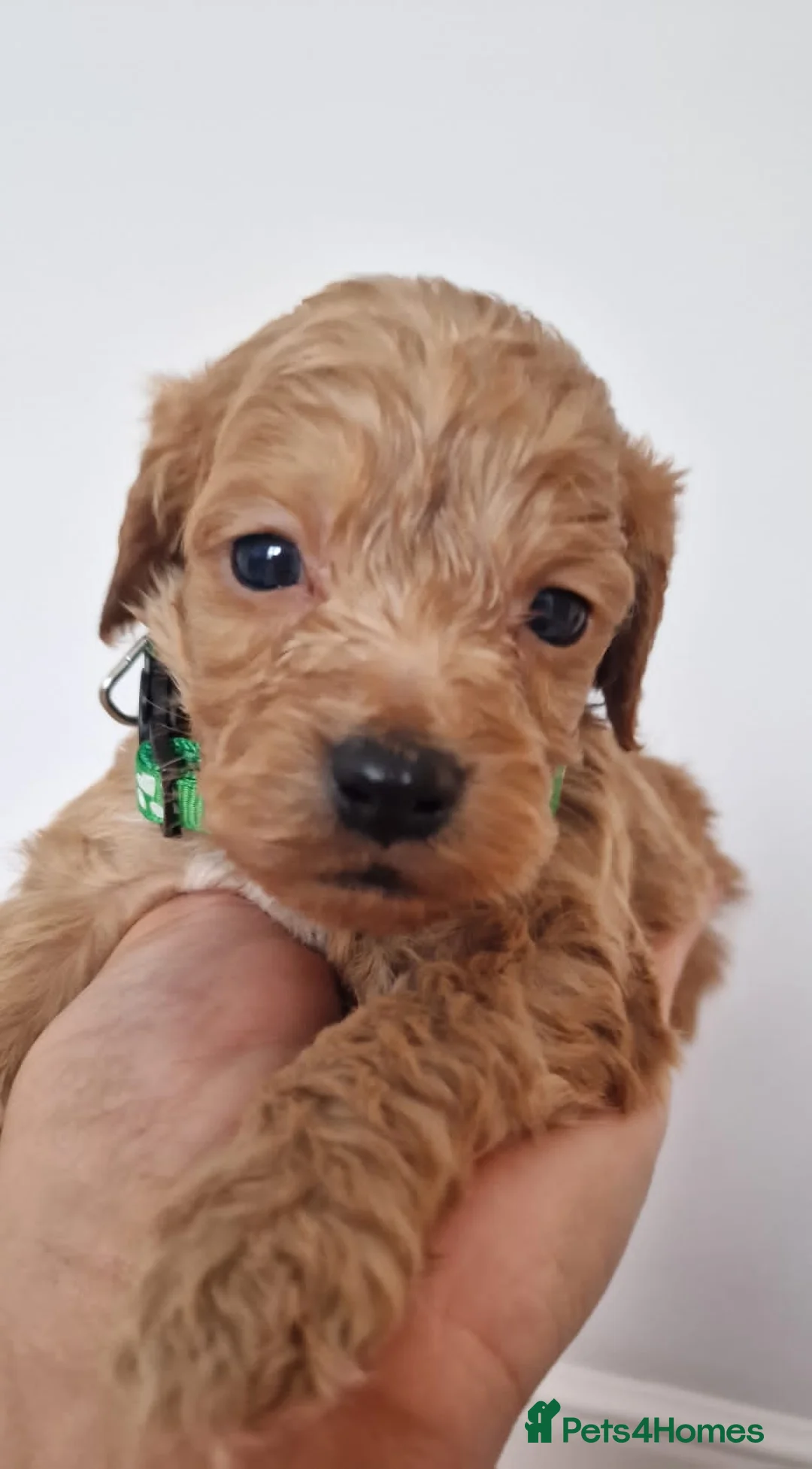 Cockapoo dogs for sale: Reduced £800 1 remaining female cockapoo Puppy  - Advert 12