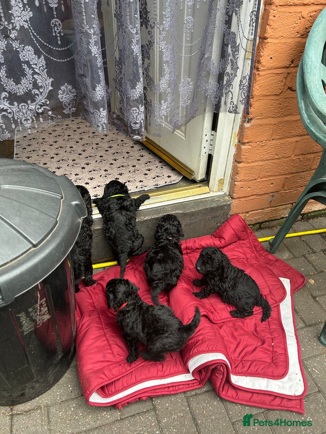 Cockapoo dogs for sale: F1B cockapoo puppies  - Advert 2