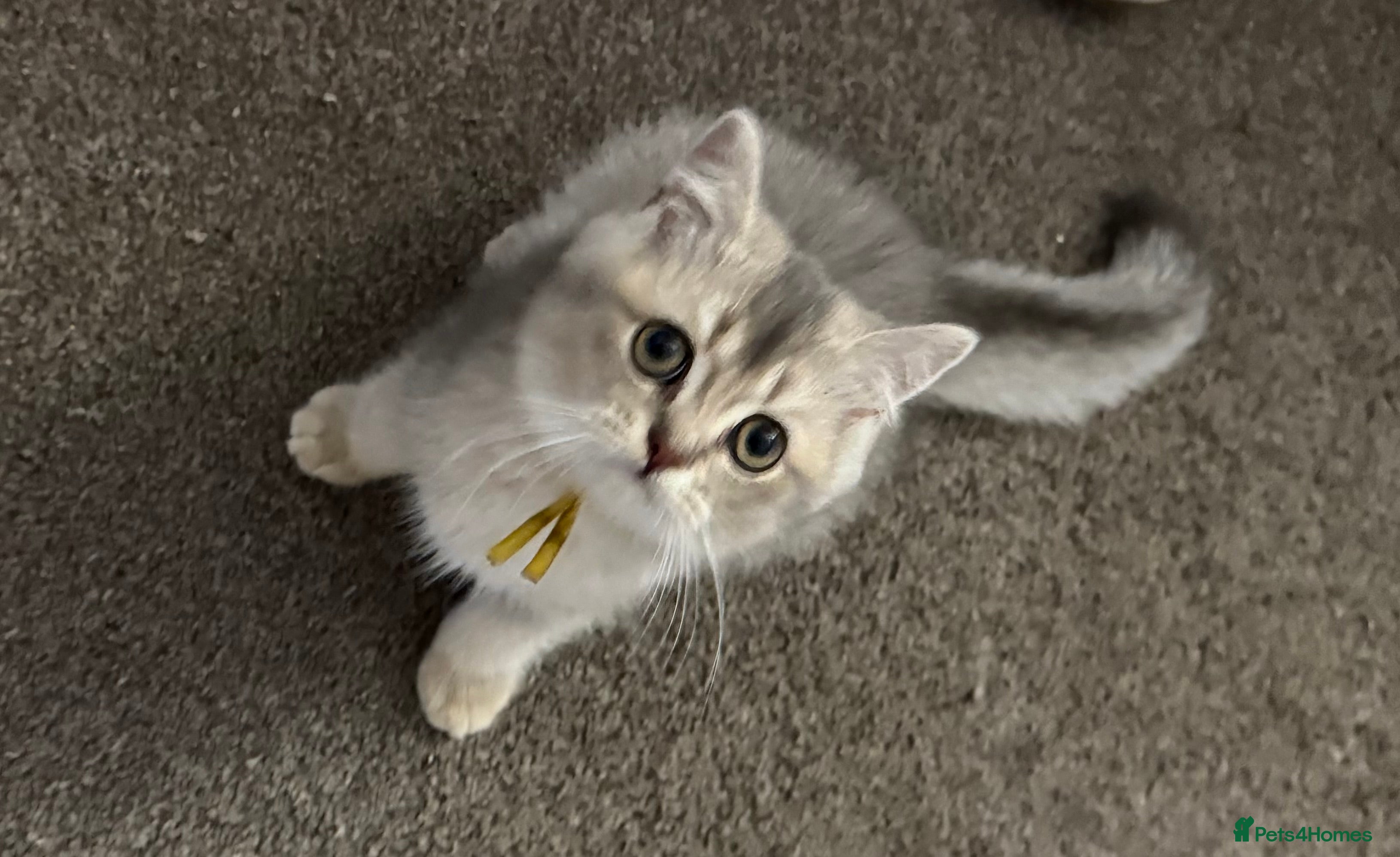 British Shorthair cats REDUCED British Shorthair Golden Kittens  - Advert 2