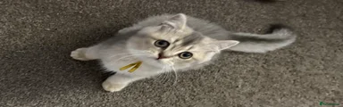 British Shorthair Blue Golden Boy