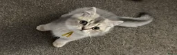 British Shorthair cats for sale: READY TO GO British Shorthair Golden Kittens  - Advert 2