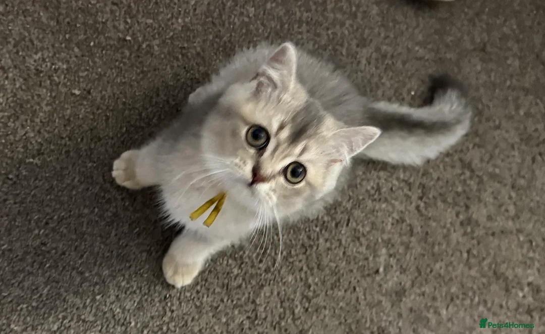 British Shorthair cats for sale: READY TO GO British Shorthair Golden Kittens  - Advert 2