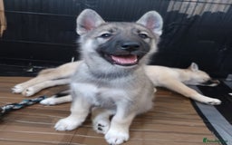 Huskita dogs for sale: Husky x puppy  - Image 6