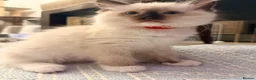 Ragdoll cats for sale: 5 ragdoll kittens  - Advert 2