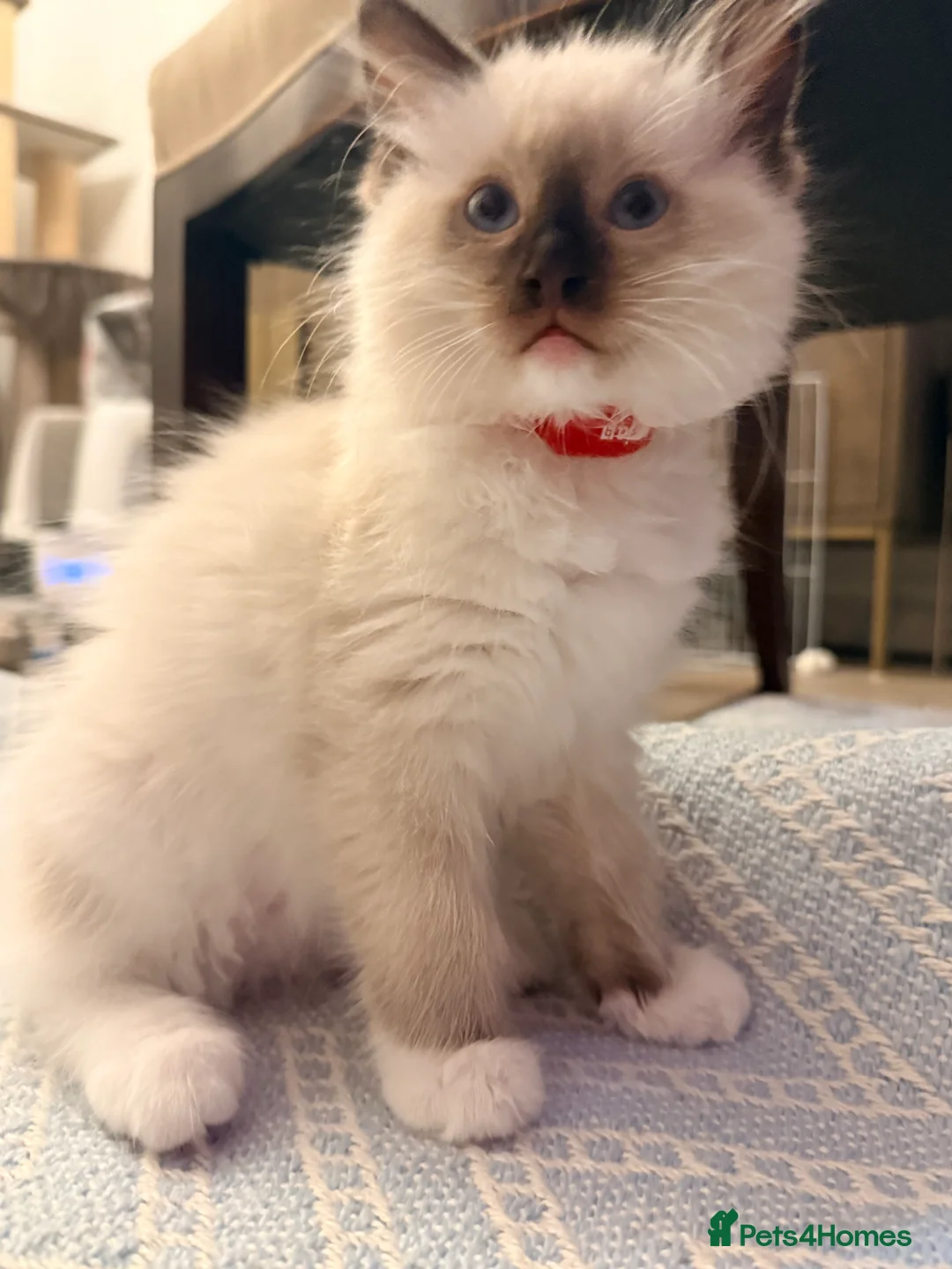 Ragdoll cats for sale: 5 ragdoll kittens  - Advert 2