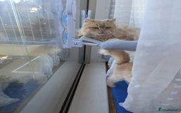 Persian cats for adoption: SIMBA TYPICAL PERSIAN BOY BEAUTIFUL MEDIUM ENERGY  - Image 7