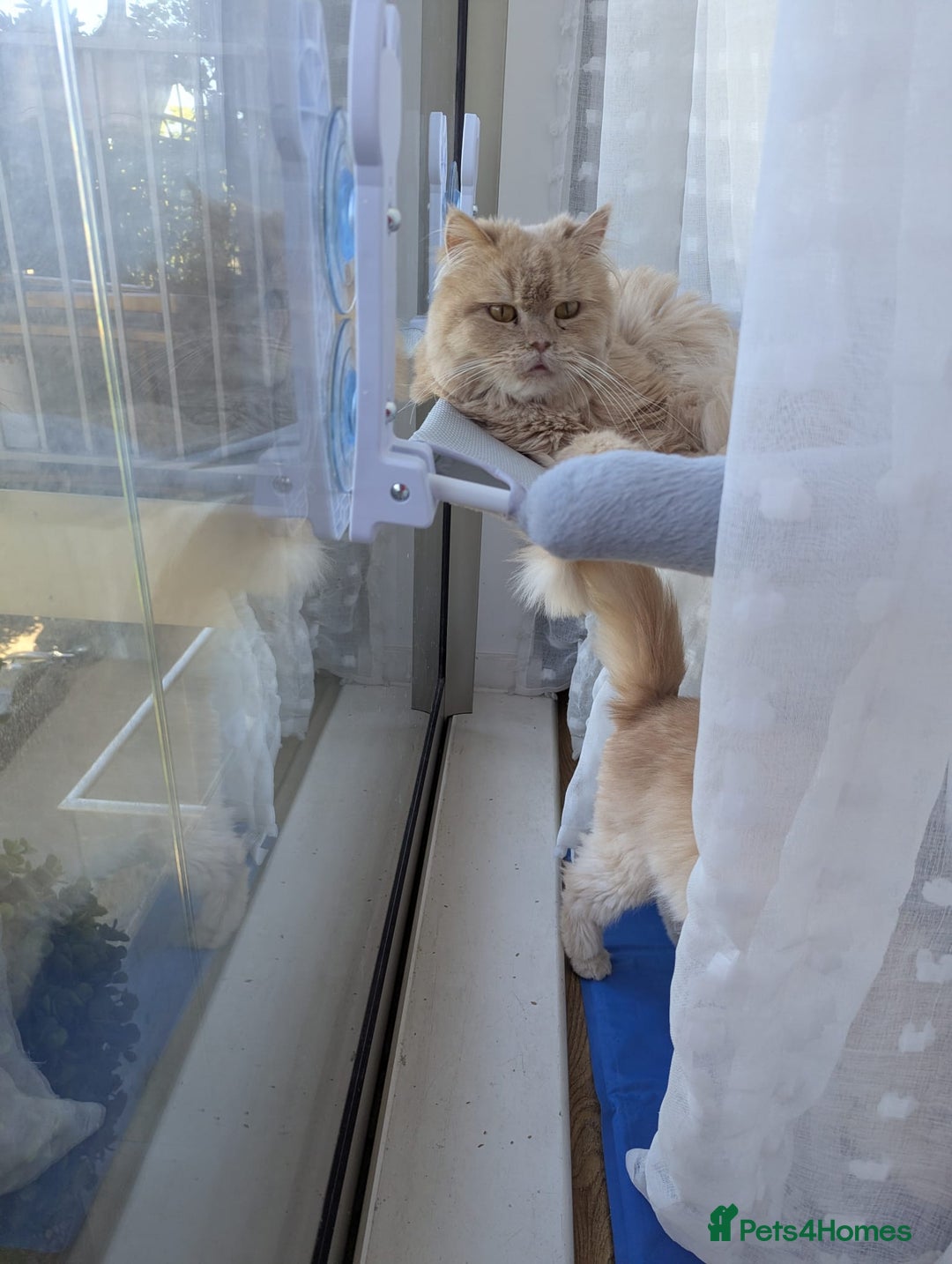 Persian cats for adoption: SIMBA TYPICAL PERSIAN BOY BEAUTIFUL MEDIUM ENERGY  - Image 7