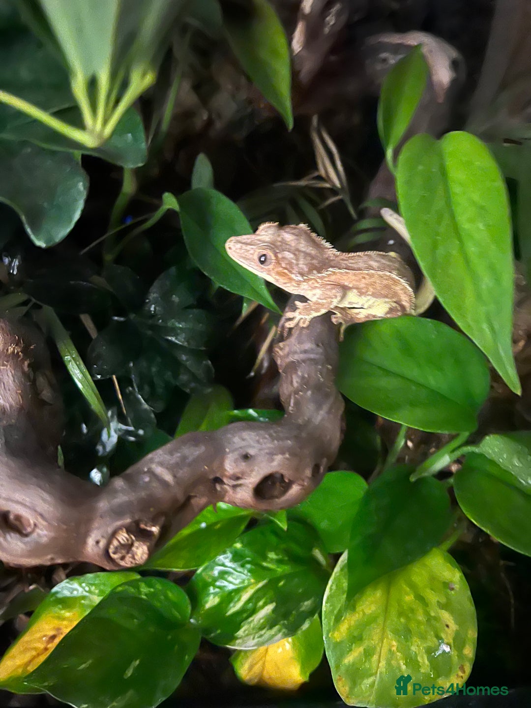 Gecko reptiles for sale: Crested Gecko 'Frankie' looking for 5* home - Image 3