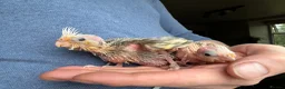 Cockatiels birds for sale: Hand Reared Baby Cockatiels - Advert 4