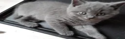 British Shorthair cats for sale: Chunky pedigree Bsh girl  - Advert 3