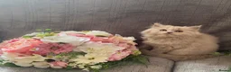 British Longhair cats for sale: British long and shorthair kittens  - Advert 7
