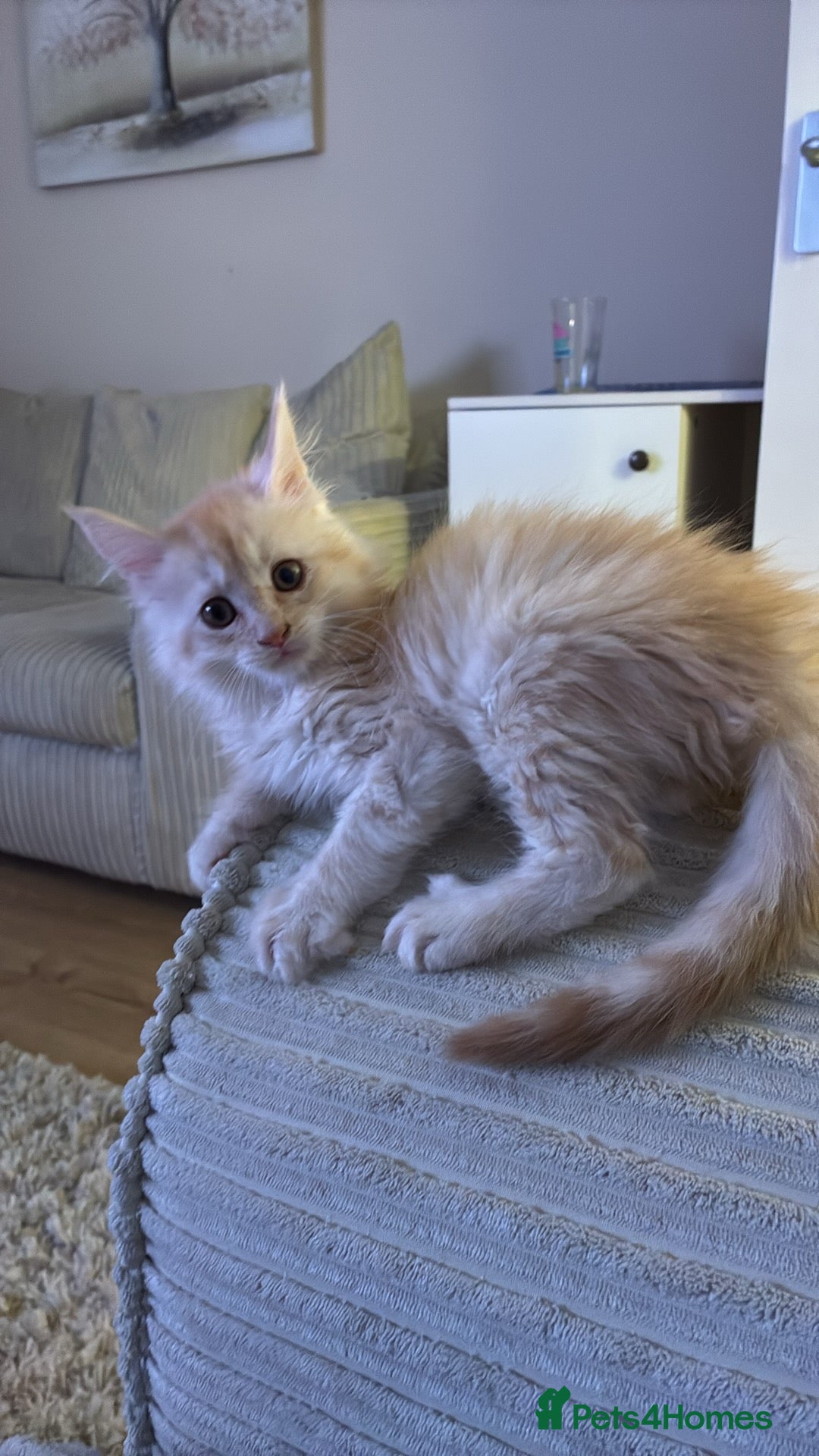 Maine Coon cats for sale: Maine coon  - Advert 9