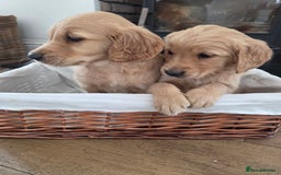 Golden Retriever dogs for sale: 🧡 dark red working Golden Retriever puppies 🧡 - Image 12