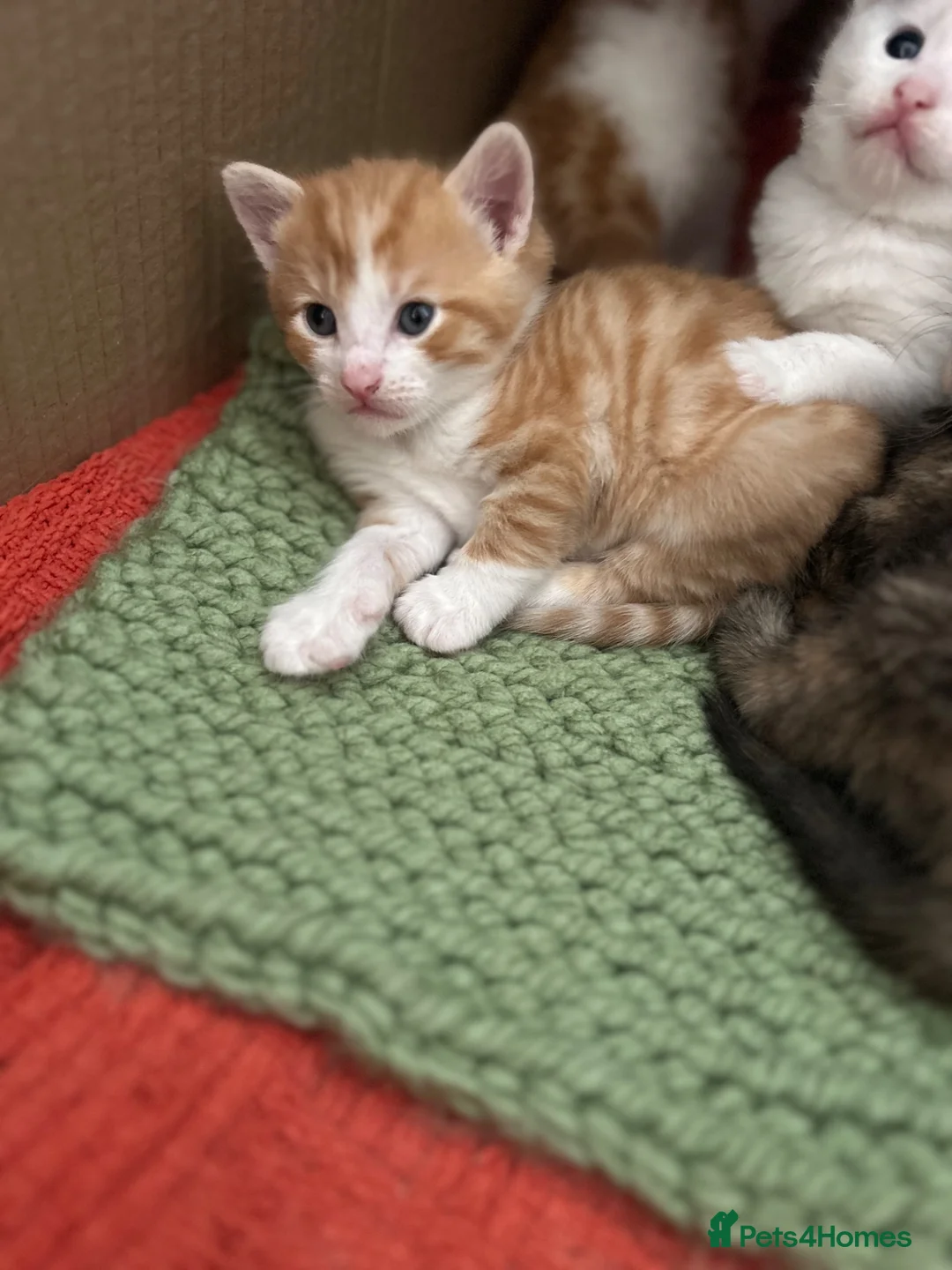 Mixed Breed cats for sale: Kittens - Advert 12