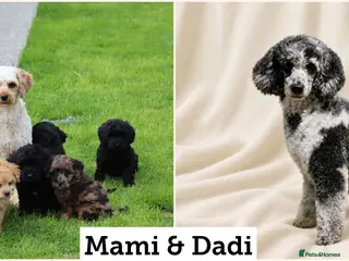 Cavapoo dogs Beautiful Cavapoo puppies for sale - Advert 2