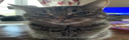 Domestic Shorthair cats for sale: 2 tabby and 3 black- ALL MALE KITTENS  - Advert 14