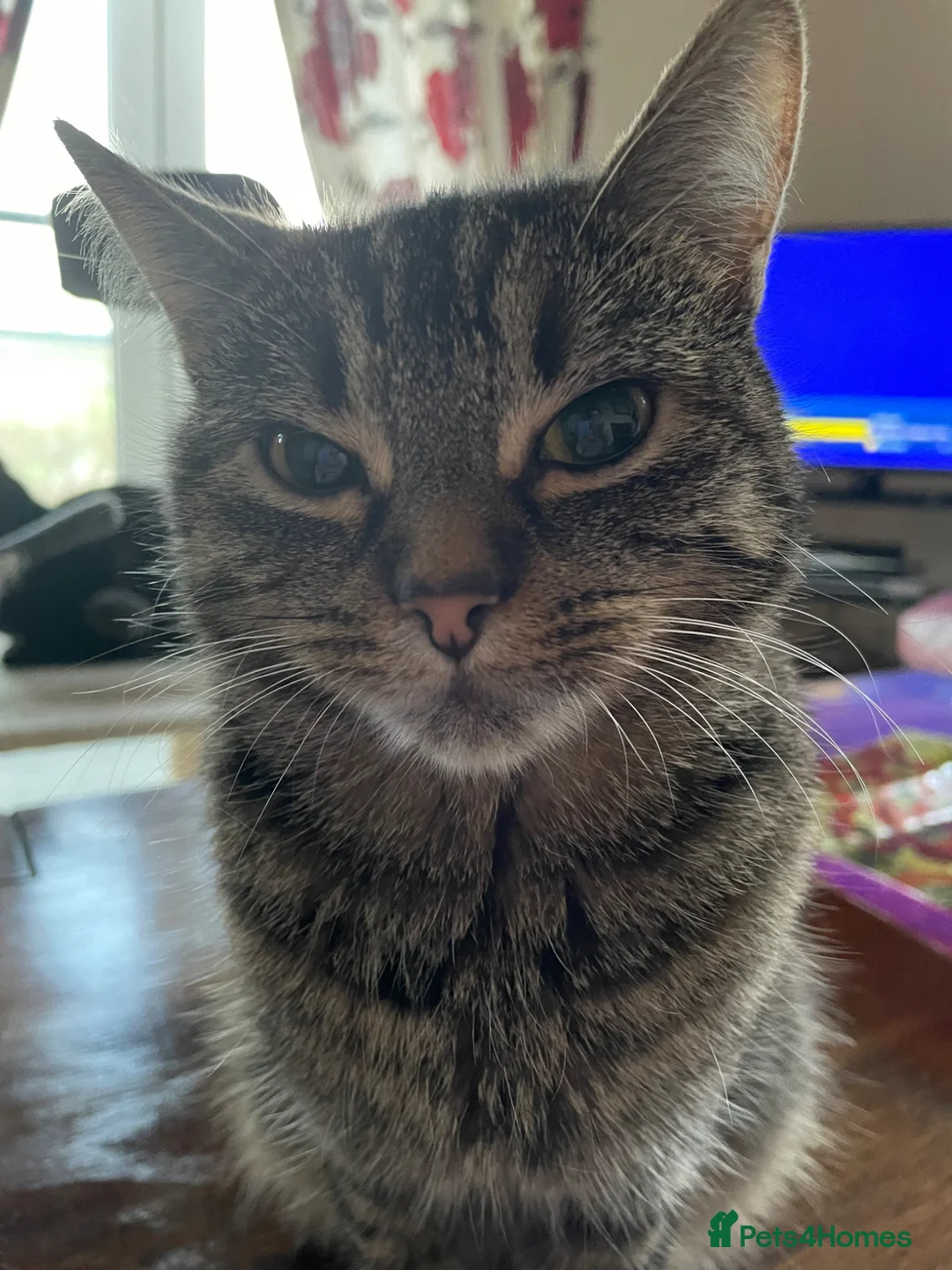 Domestic Shorthair cats for sale: 2 tabby and 3 black- ALL MALE KITTENS  - Advert 14