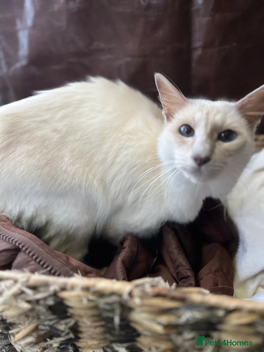 Siamese cats for sale: 2 sisters - Advert 8