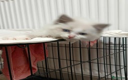 Ragdoll cats for sale: 2 Ragdoll Kittens " Adult Ragdolls 1 Bengal - Image 3
