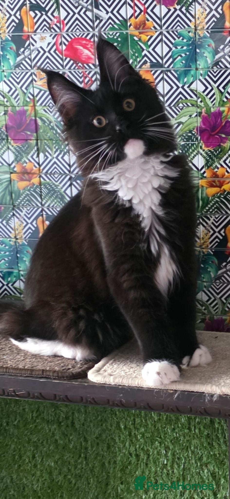 Maine Coon cats Beautiful  Meincoon  kitten 2 left - Advert 1