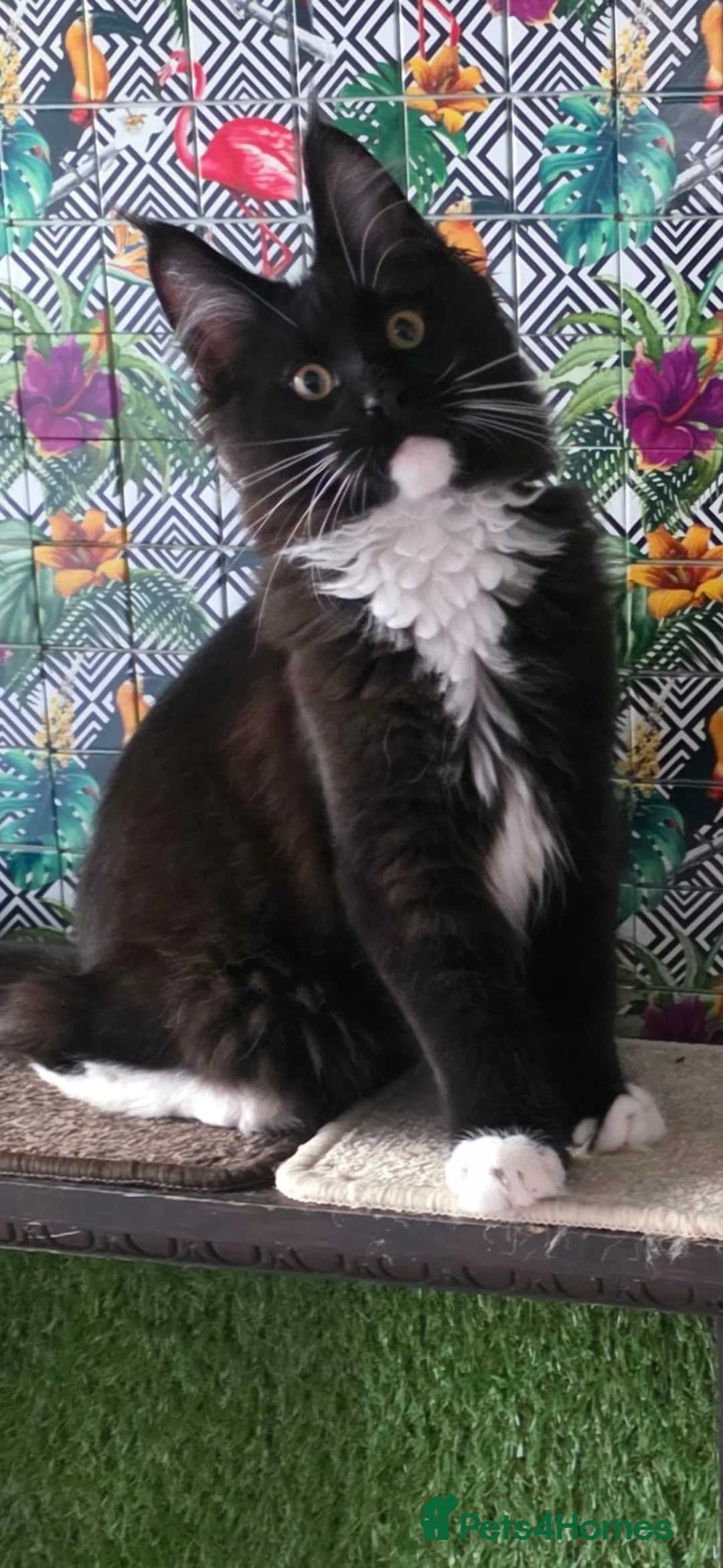 Maine Coon cats for sale: Beautiful  Meincoon  kitten 2 left - Advert 1