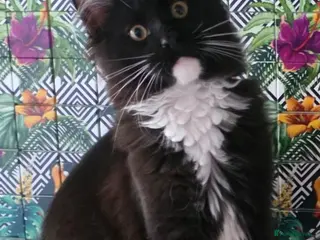 Maine Coon cats Beautiful Meincoon kitten 2 left - Advert 1