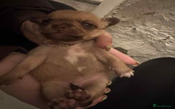 Chihuahua dogs for sale: Chihuahua girl pups  - Image 2