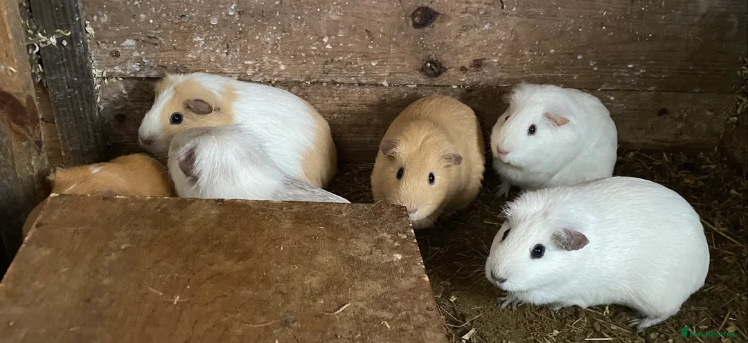 Guinea Pig rodents for sale: Mixed ages and sexes - Advert 3