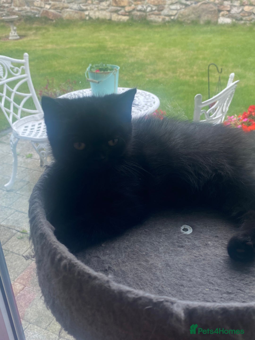 Selkirk Rex cats for sale: Selkirkrex black ghost tabby - Image 2