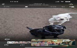 American Bulldog dogs for sale: 11 month old American bulldog  - Image 3