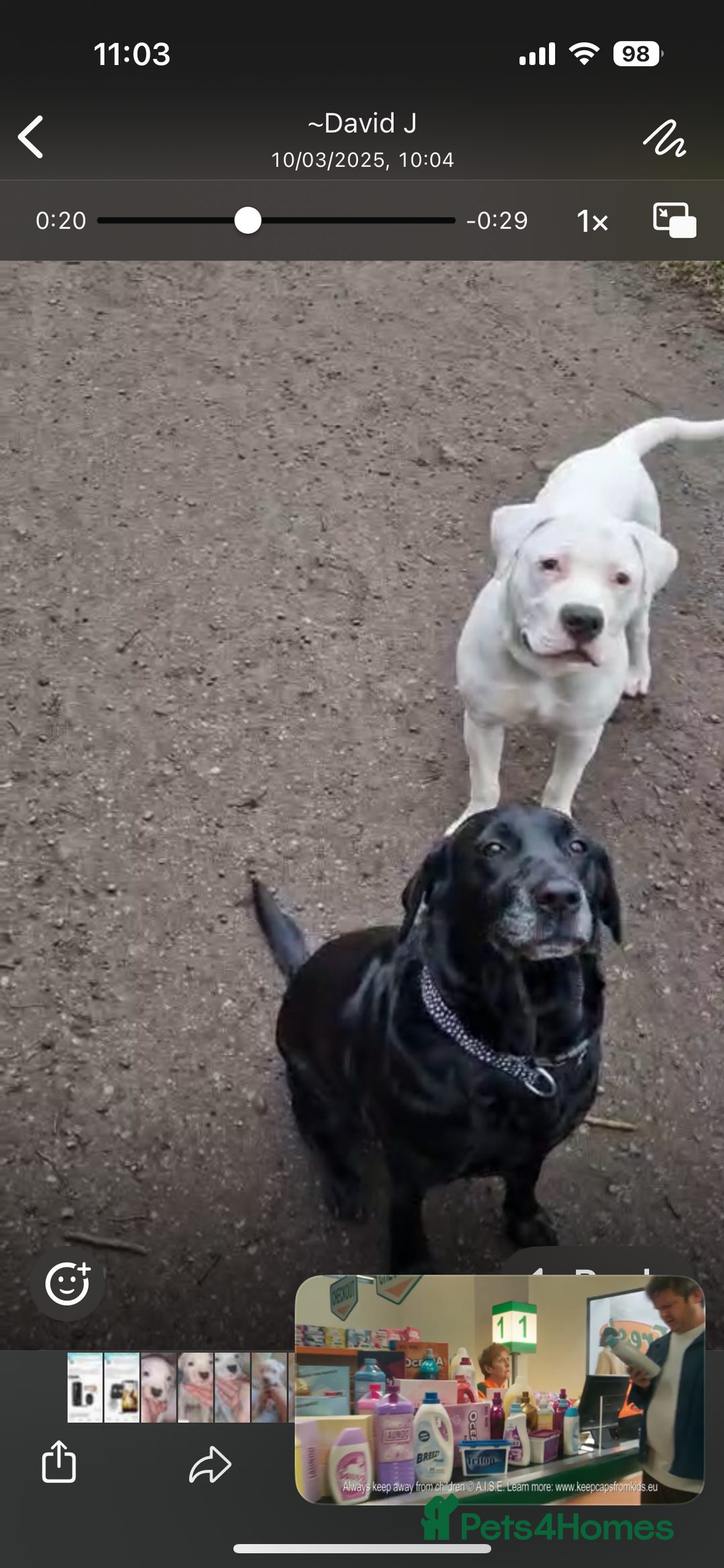 American Bulldog dogs for sale: 11 month old American bulldog  - Image 3