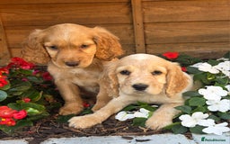Cocker Spaniel dogs for sale: 2 beautiful working cocker spaniel pups  - Image 10